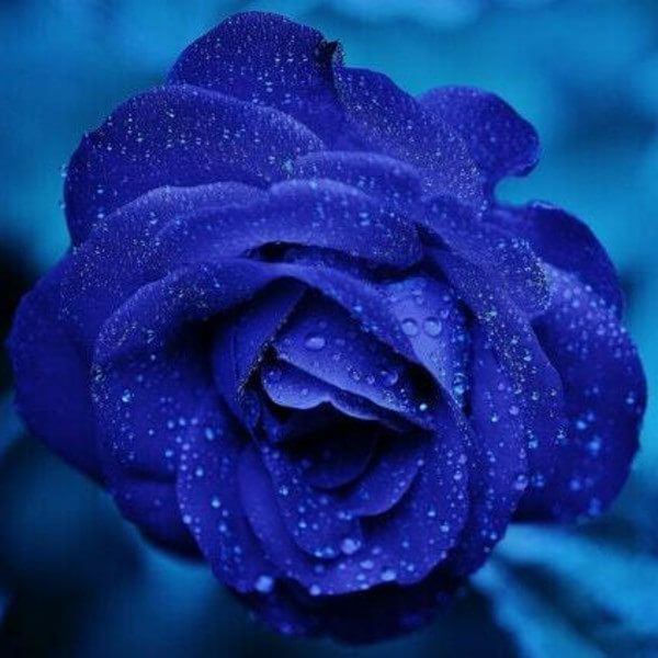 синяя роза