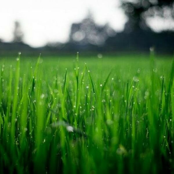 мокрая трава