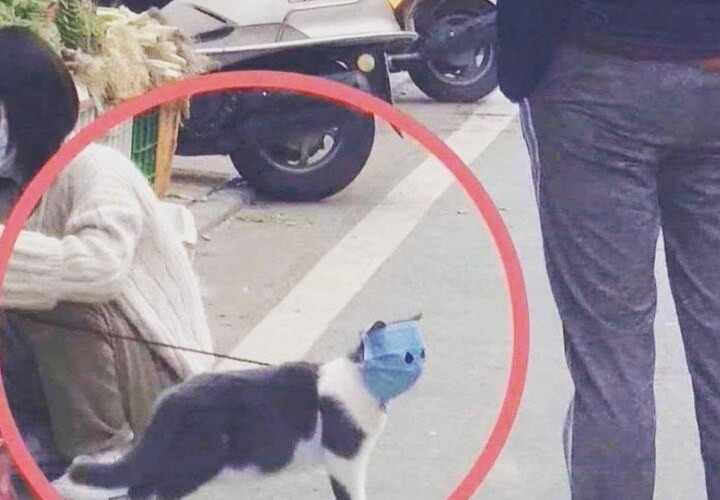 кошка в защитной маске